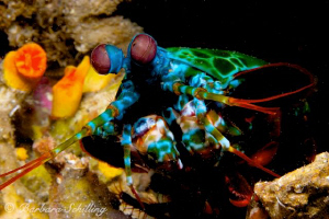 Mantis Shrimp by Barbara Schilling 